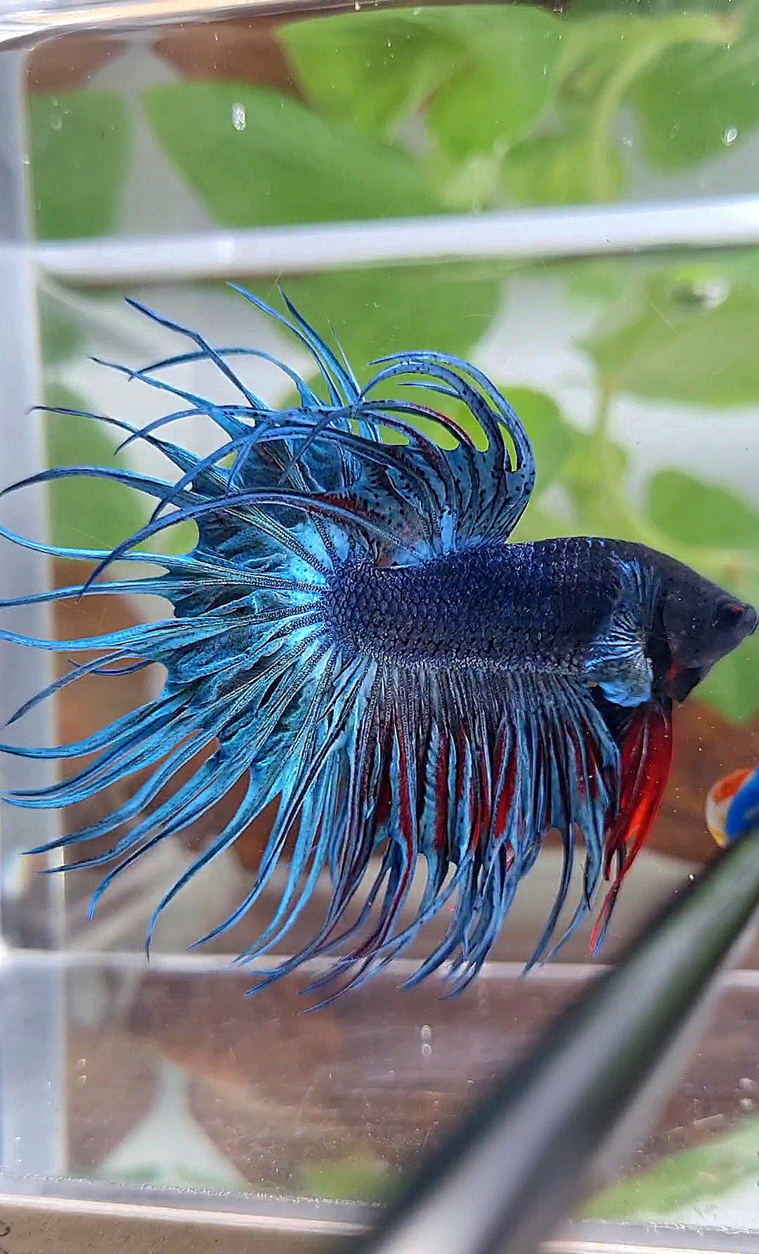 XL KING CROWNTAIL BLUE BETTA FISH
