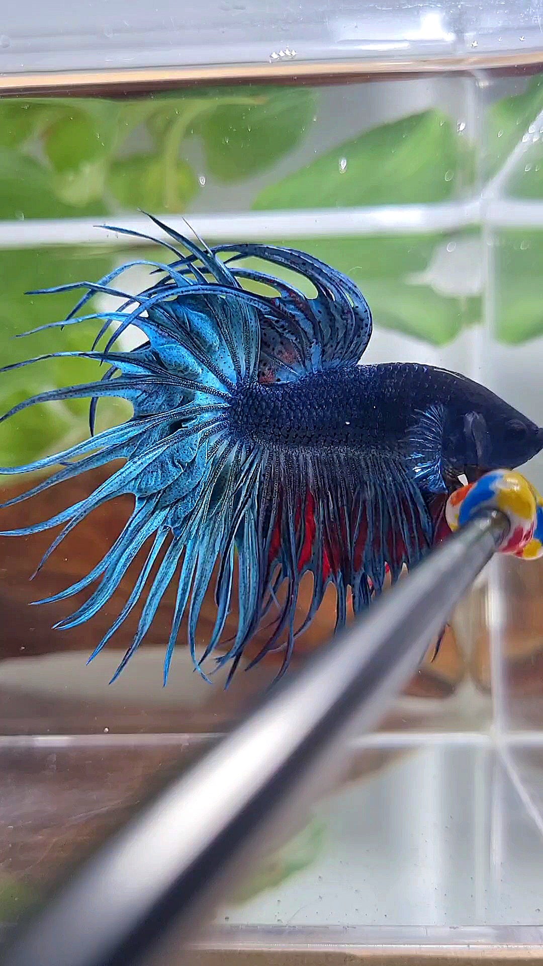 XL KING CROWNTAIL BLUE BETTA FISH