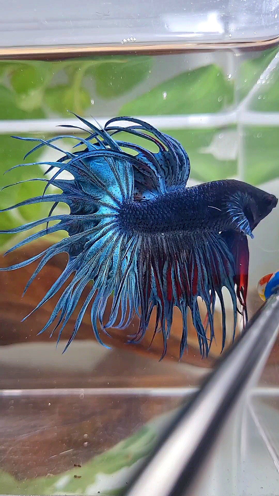 XL KING CROWNTAIL BLUE BETTA FISH