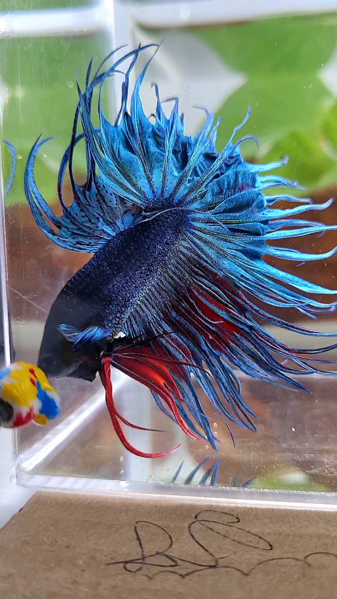 XL KING CROWNTAIL BLUE BETTA FISH