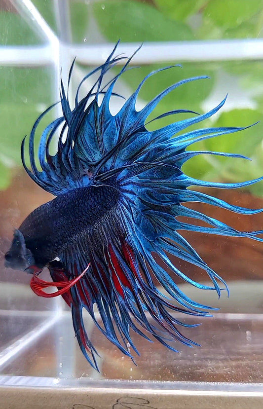 XL KING CROWNTAIL BLUE BETTA FISH