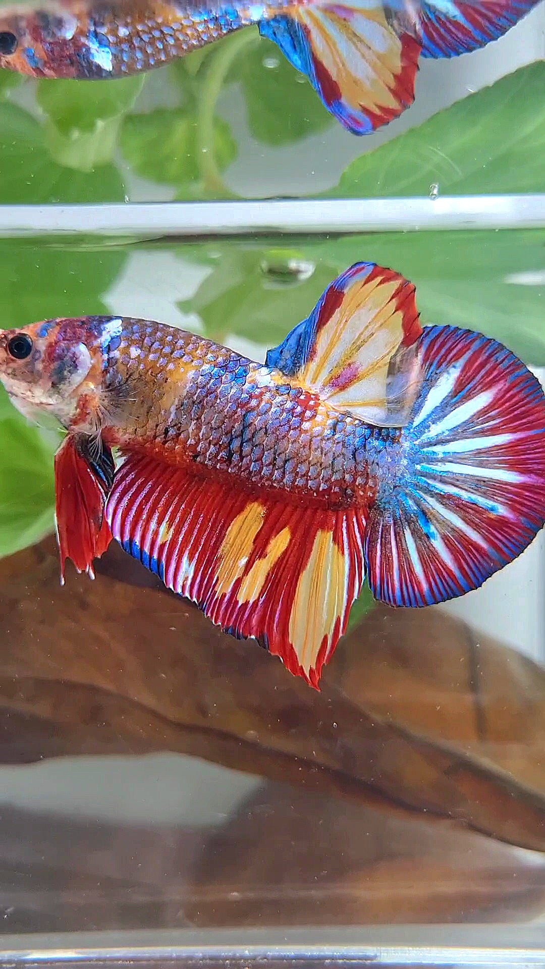GIANT PLAKAT RAINBOW METTALIC MULTICOLOR FIRE BETTA FISH