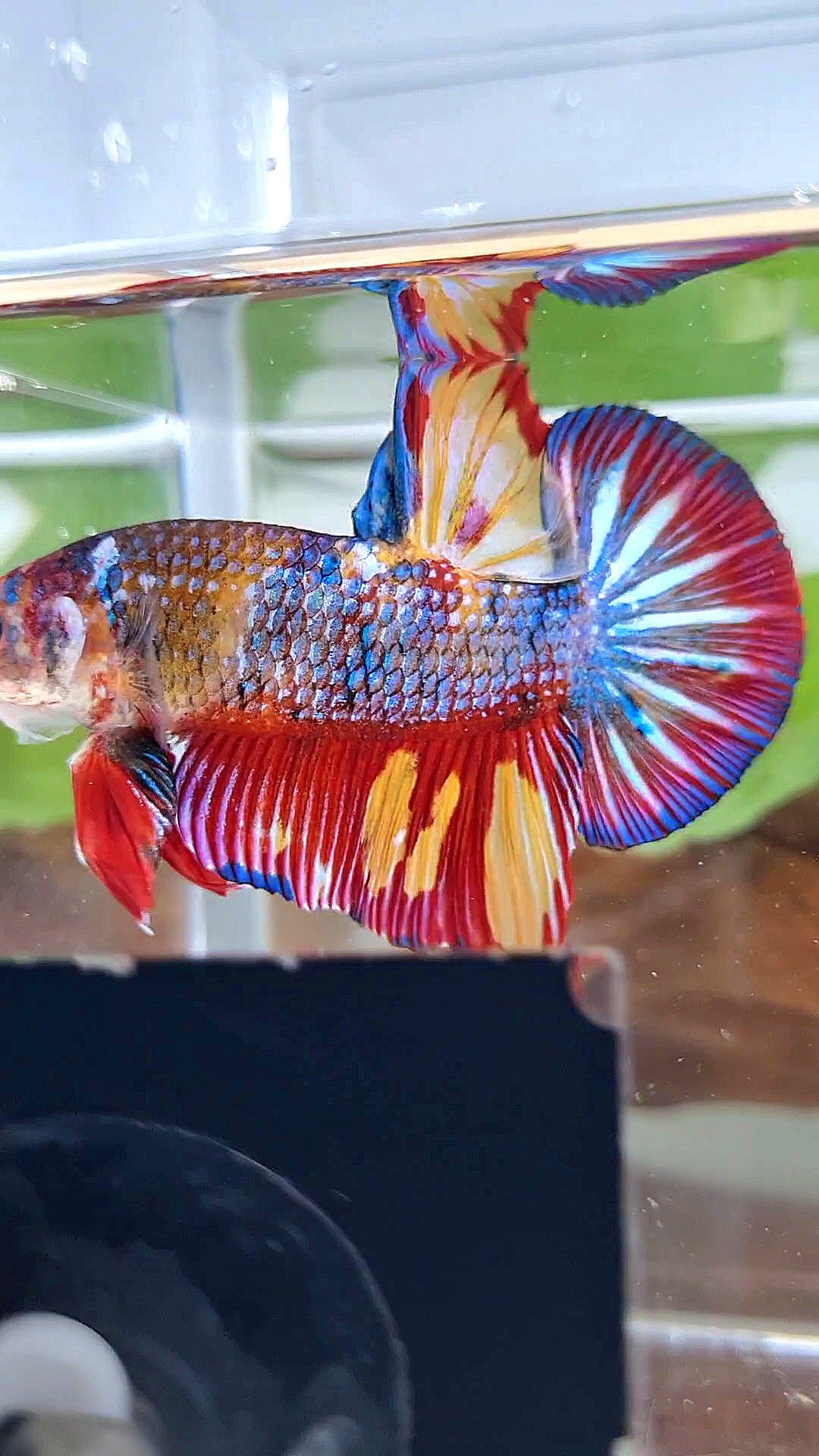 GIANT PLAKAT RAINBOW METTALIC MULTICOLOR FIRE BETTA FISH