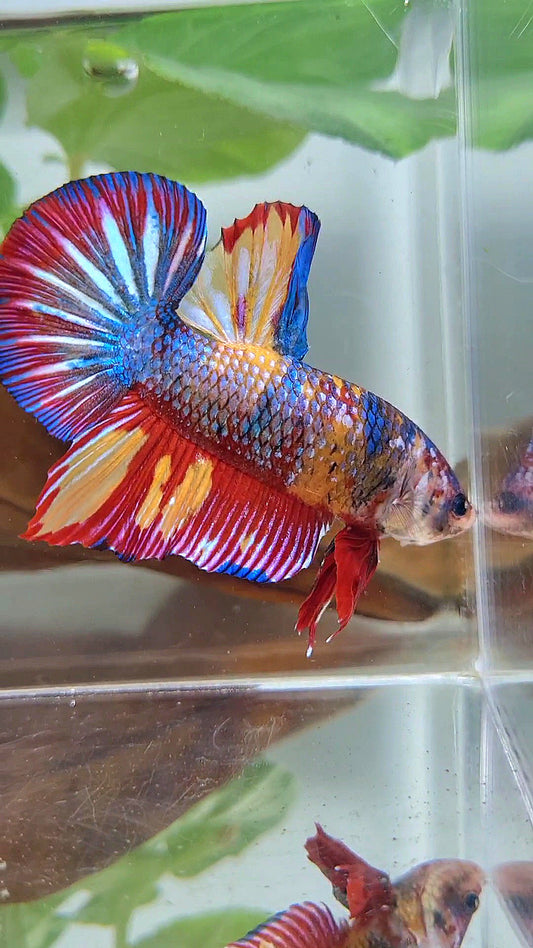 GIANT PLAKAT RAINBOW METTALIC MULTICOLOR FIRE BETTA FISH