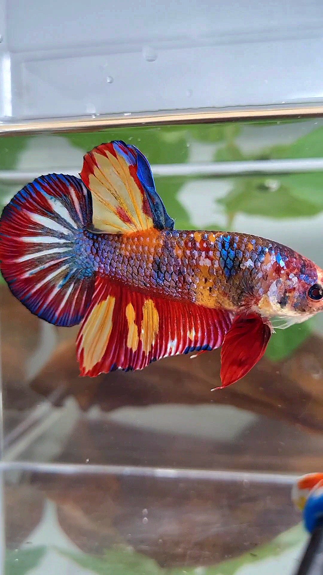 GIANT PLAKAT RAINBOW METTALIC MULTICOLOR FIRE BETTA FISH