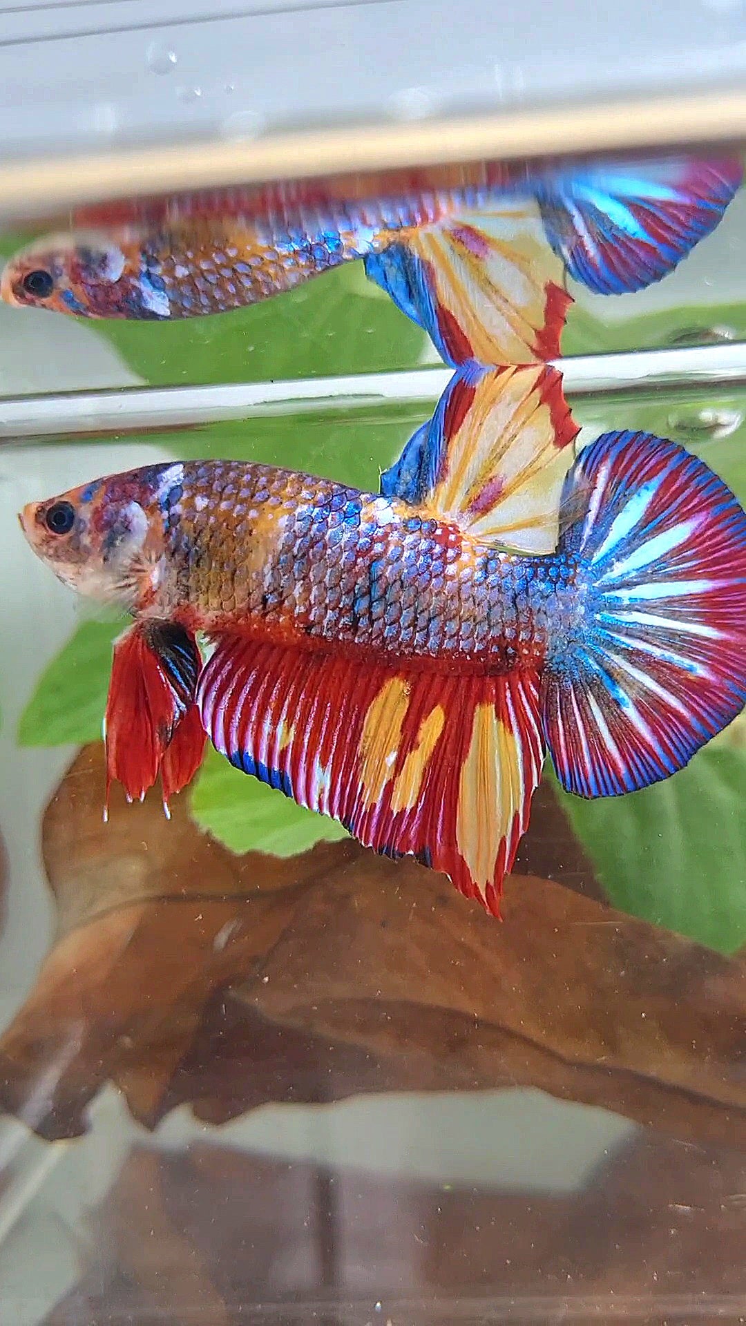 GIANT PLAKAT RAINBOW METTALIC MULTICOLOR FIRE BETTA FISH