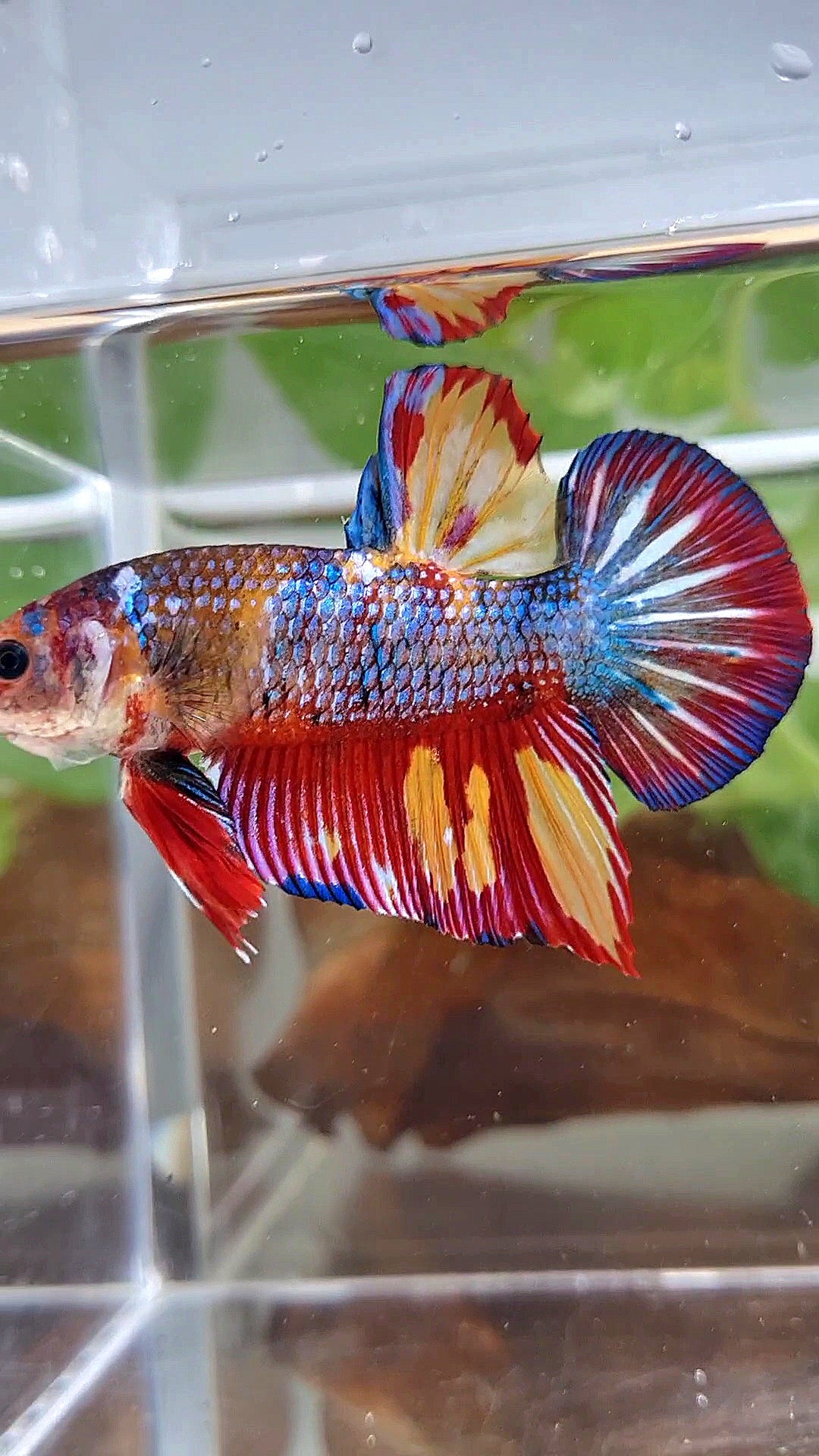 GIANT PLAKAT RAINBOW METTALIC MULTICOLOR FIRE BETTA FISH