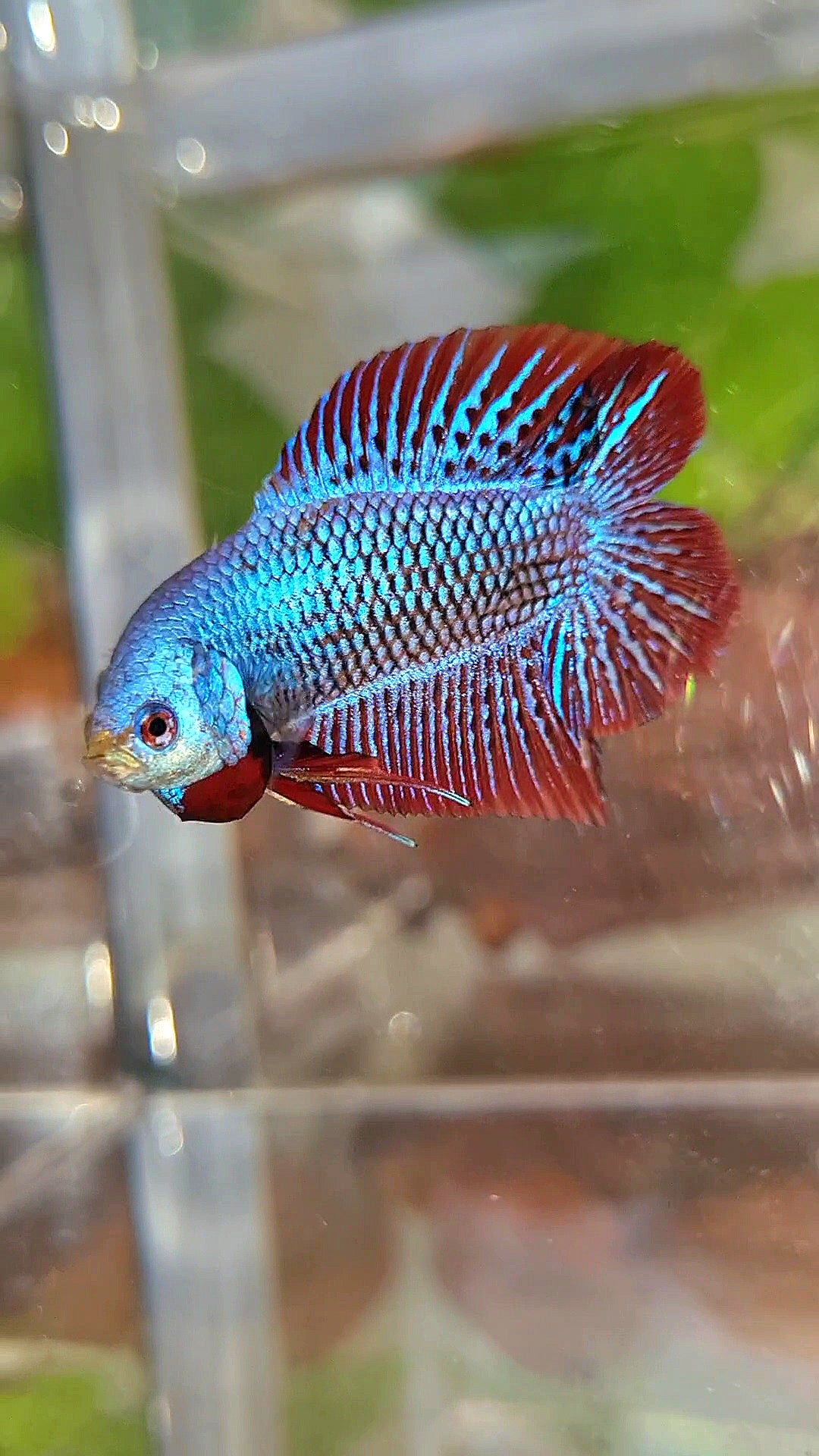 LUXURY PLAKAT DOUBLE TAIL ALIEN BLUE HYBRID WILD BETTA FISH