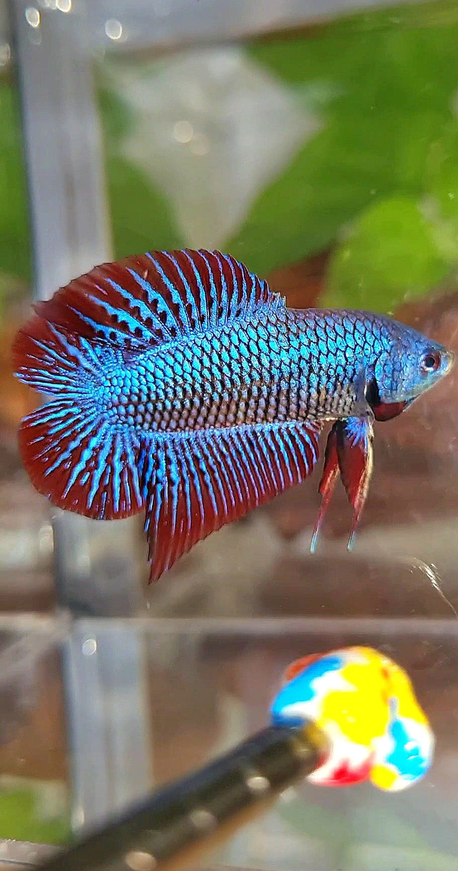 LUXURY PLAKAT DOUBLE TAIL ALIEN BLUE HYBRID WILD BETTA FISH