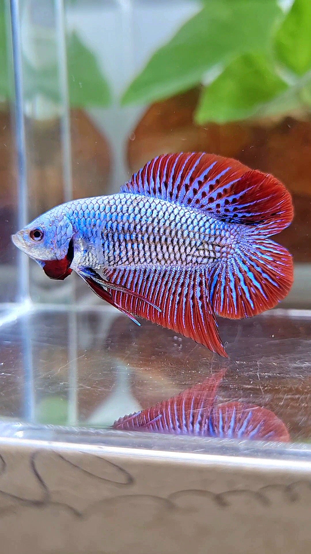 LUXURY PLAKAT DOUBLE TAIL ALIEN BLUE HYBRID WILD BETTA FISH