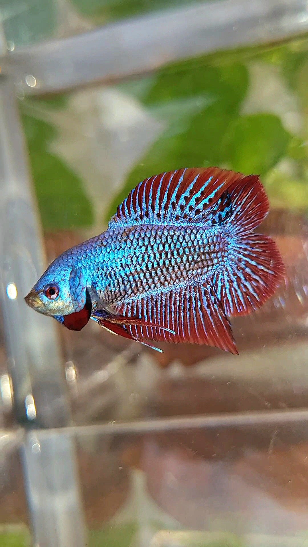 LUXURY PLAKAT DOUBLE TAIL ALIEN BLUE HYBRID WILD BETTA FISH