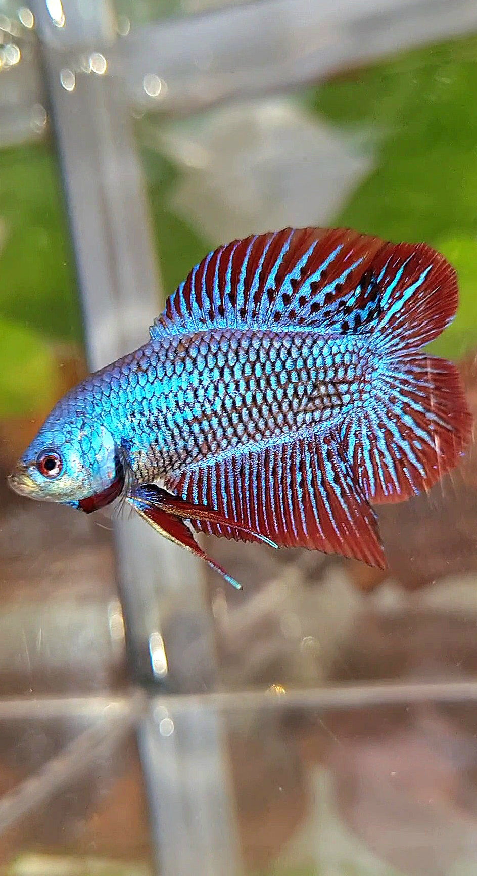 LUXURY PLAKAT DOUBLE TAIL ALIEN BLUE HYBRID WILD BETTA FISH