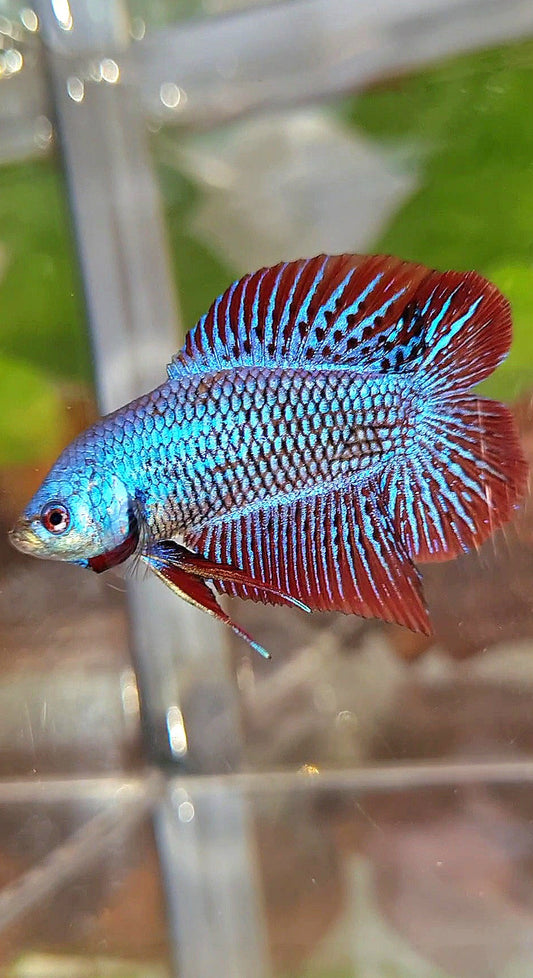 LUXURY PLAKAT DOUBLE TAIL ALIEN BLUE HYBRID WILD BETTA FISH