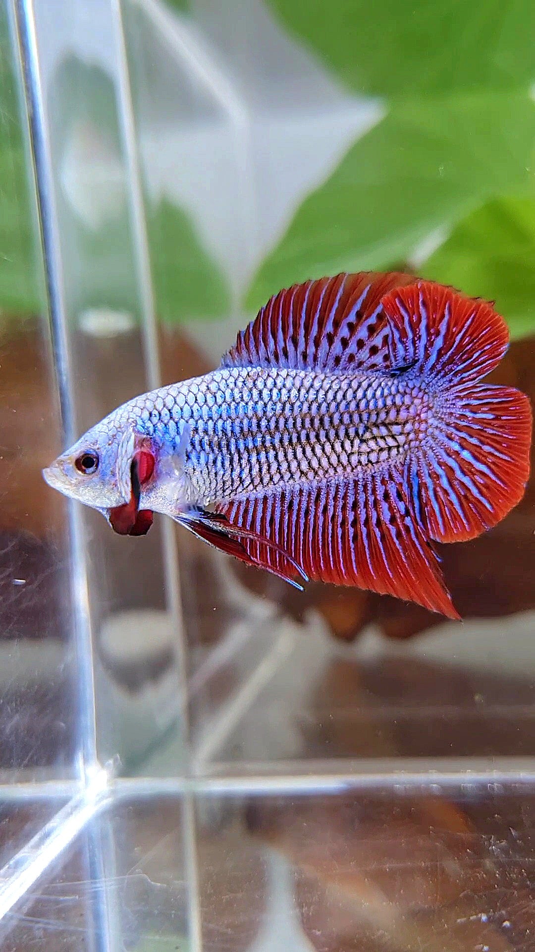 LUXURY PLAKAT DOUBLE TAIL ALIEN BLUE HYBRID WILD BETTA FISH