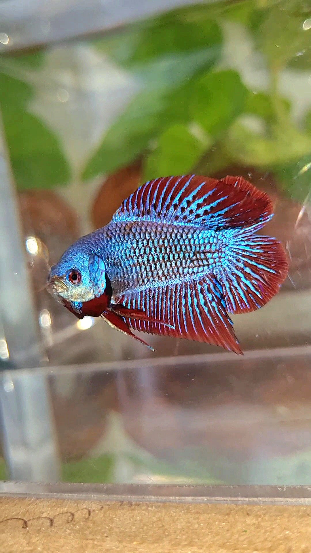 LUXURY PLAKAT DOUBLE TAIL ALIEN BLUE HYBRID WILD BETTA FISH