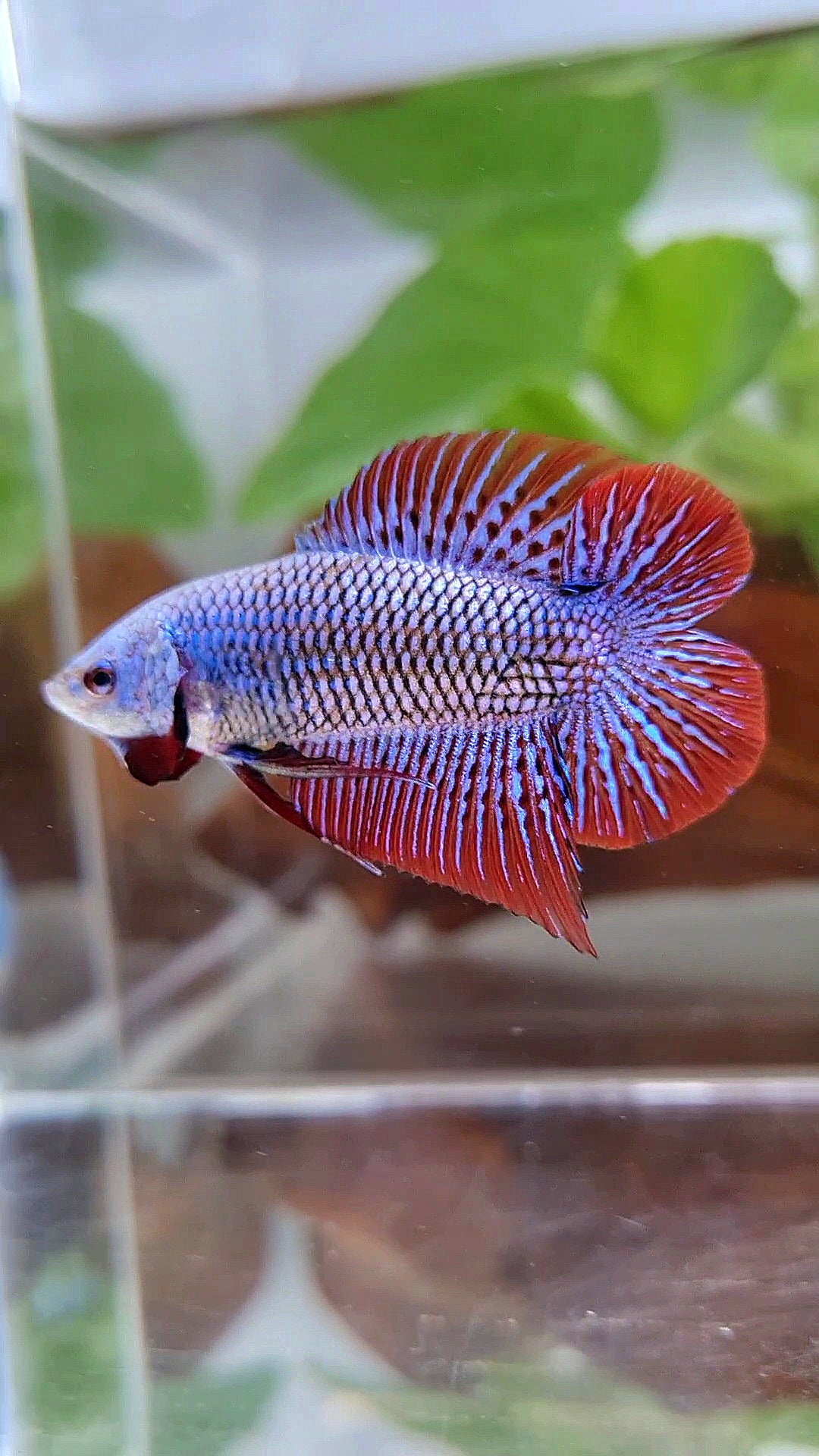 LUXURY PLAKAT DOUBLE TAIL ALIEN BLUE HYBRID WILD BETTA FISH