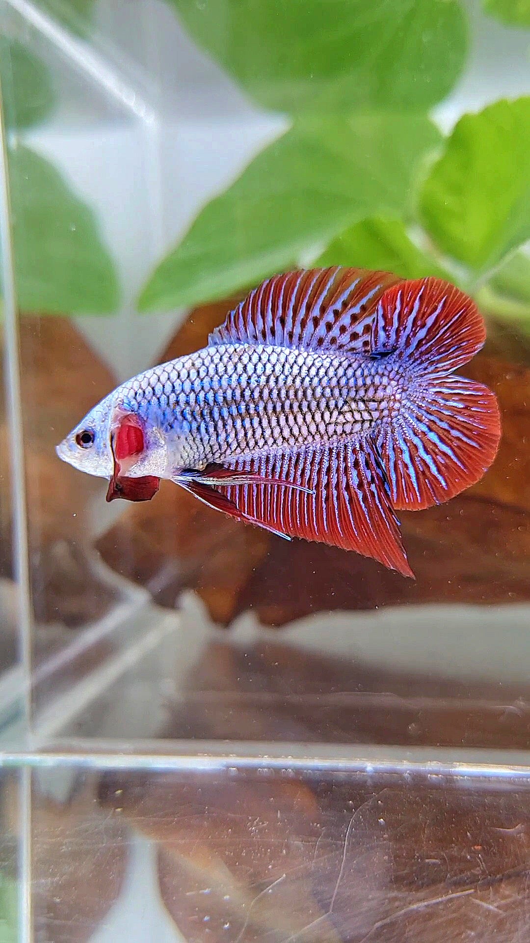 LUXURY PLAKAT DOUBLE TAIL ALIEN BLUE HYBRID WILD BETTA FISH