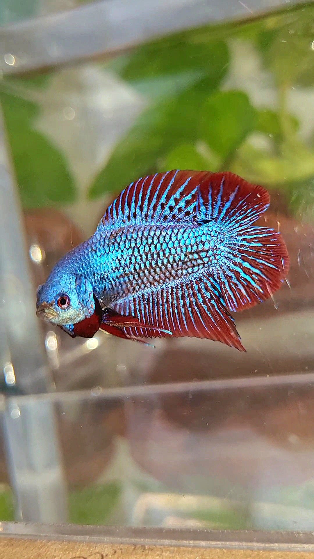 LUXURY PLAKAT DOUBLE TAIL ALIEN BLUE HYBRID WILD BETTA FISH