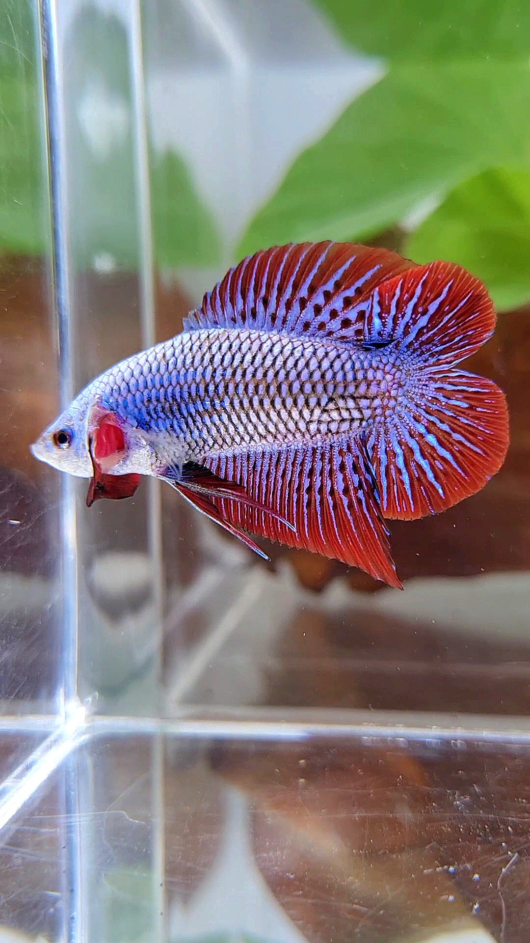 LUXURY PLAKAT DOUBLE TAIL ALIEN BLUE HYBRID WILD BETTA FISH