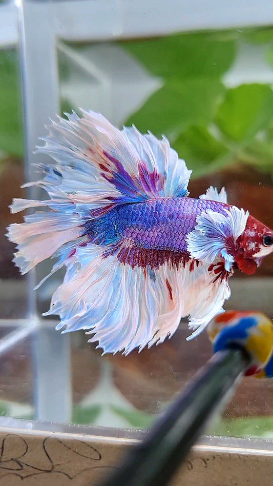 HALFMOON ROSETAIL PURPLE FANCY BUTTERFLY MULTICOLOR BETTA FISH