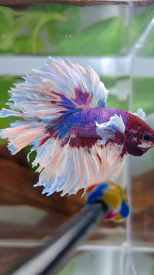 HALFMOON ROSETAIL PURPLE FANCY BUTTERFLY MULTICOLOR BETTA FISH