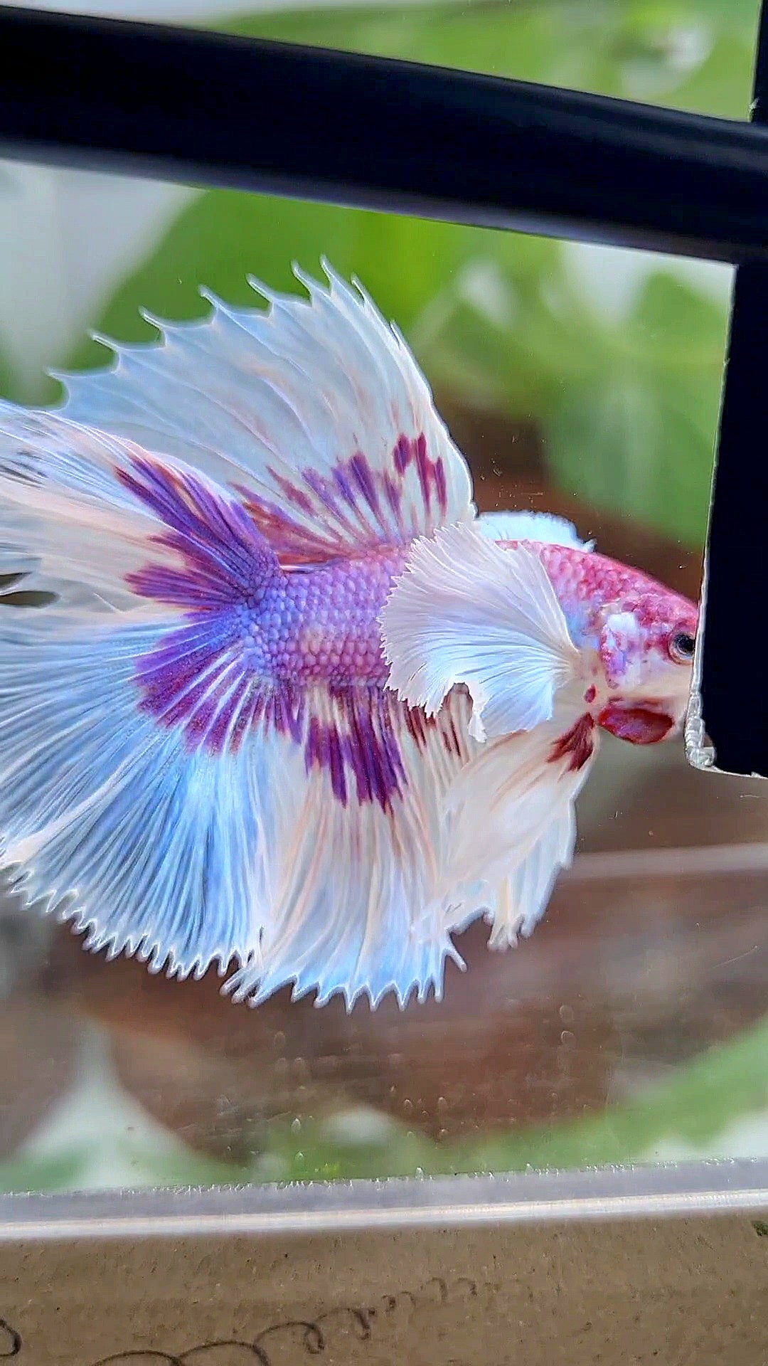 HALFMOON DOUBLE TAIL DUMBO EAR PURPLE BUTTERFLY CANDY MULTICOLOR BETTA FISH