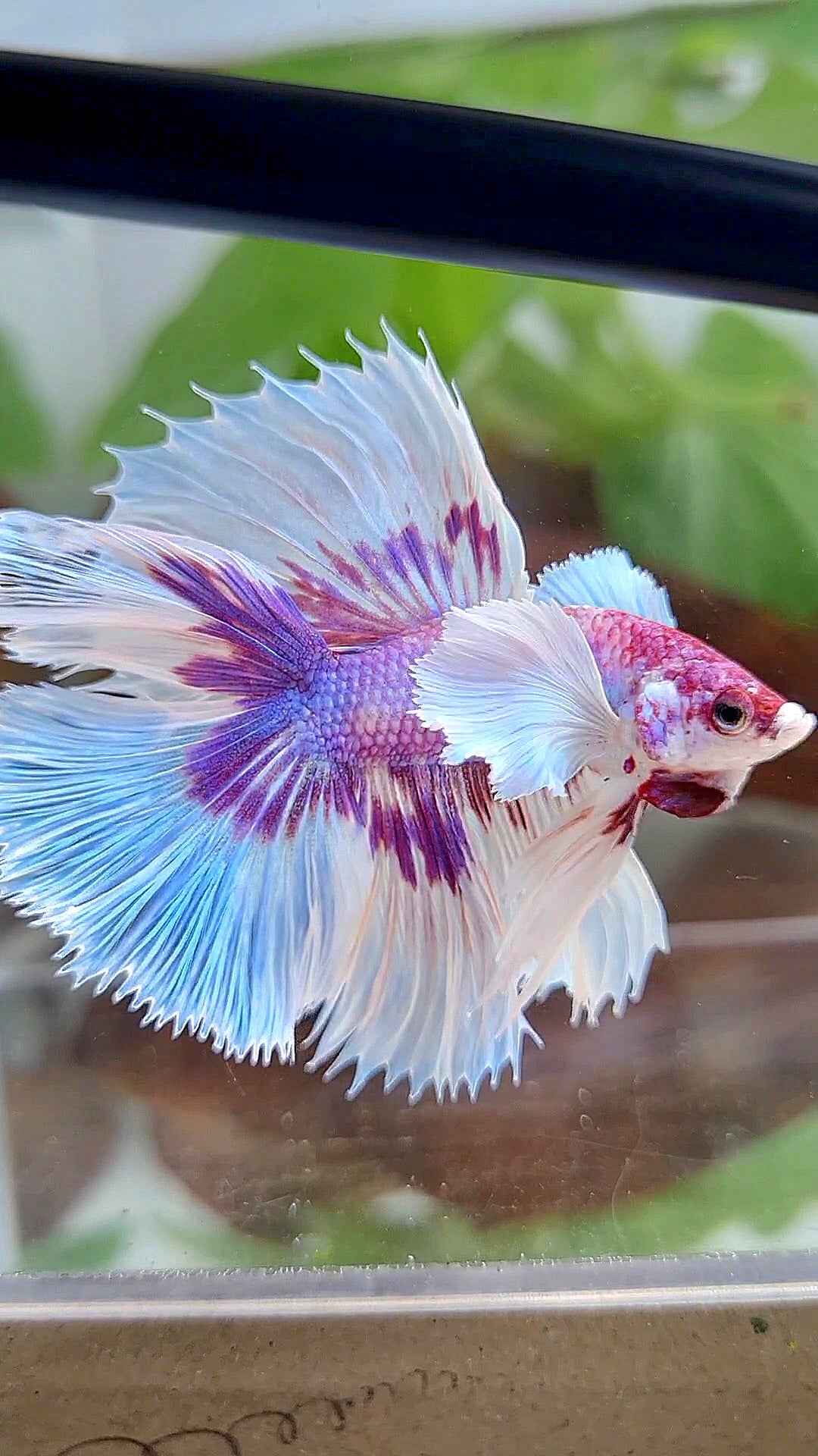 HALFMOON DOUBLE TAIL DUMBO EAR PURPLE BUTTERFLY CANDY MULTICOLOR BETTA FISH