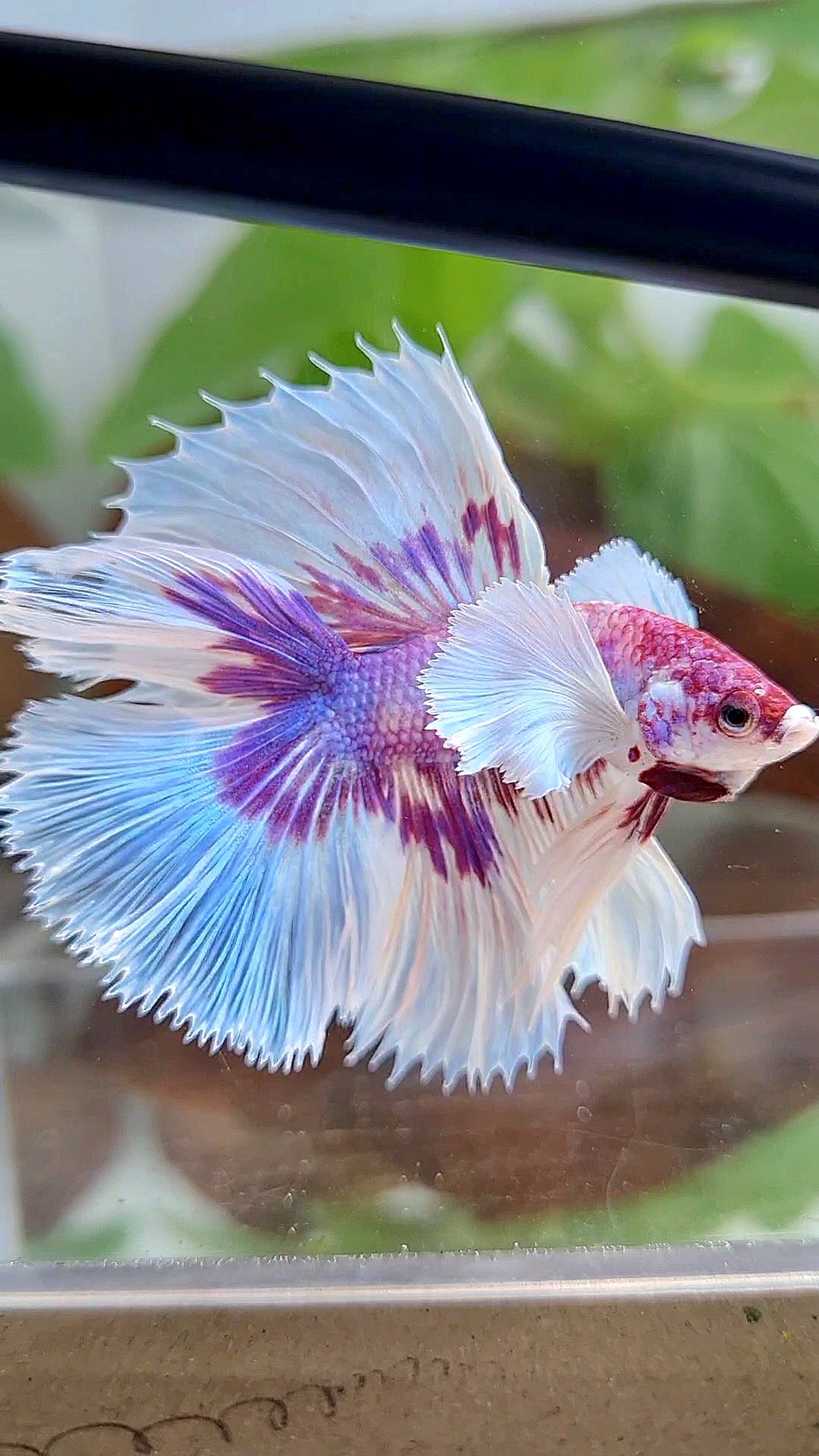 HALFMOON DOUBLE TAIL DUMBO EAR PURPLE BUTTERFLY CANDY MULTICOLOR BETTA FISH