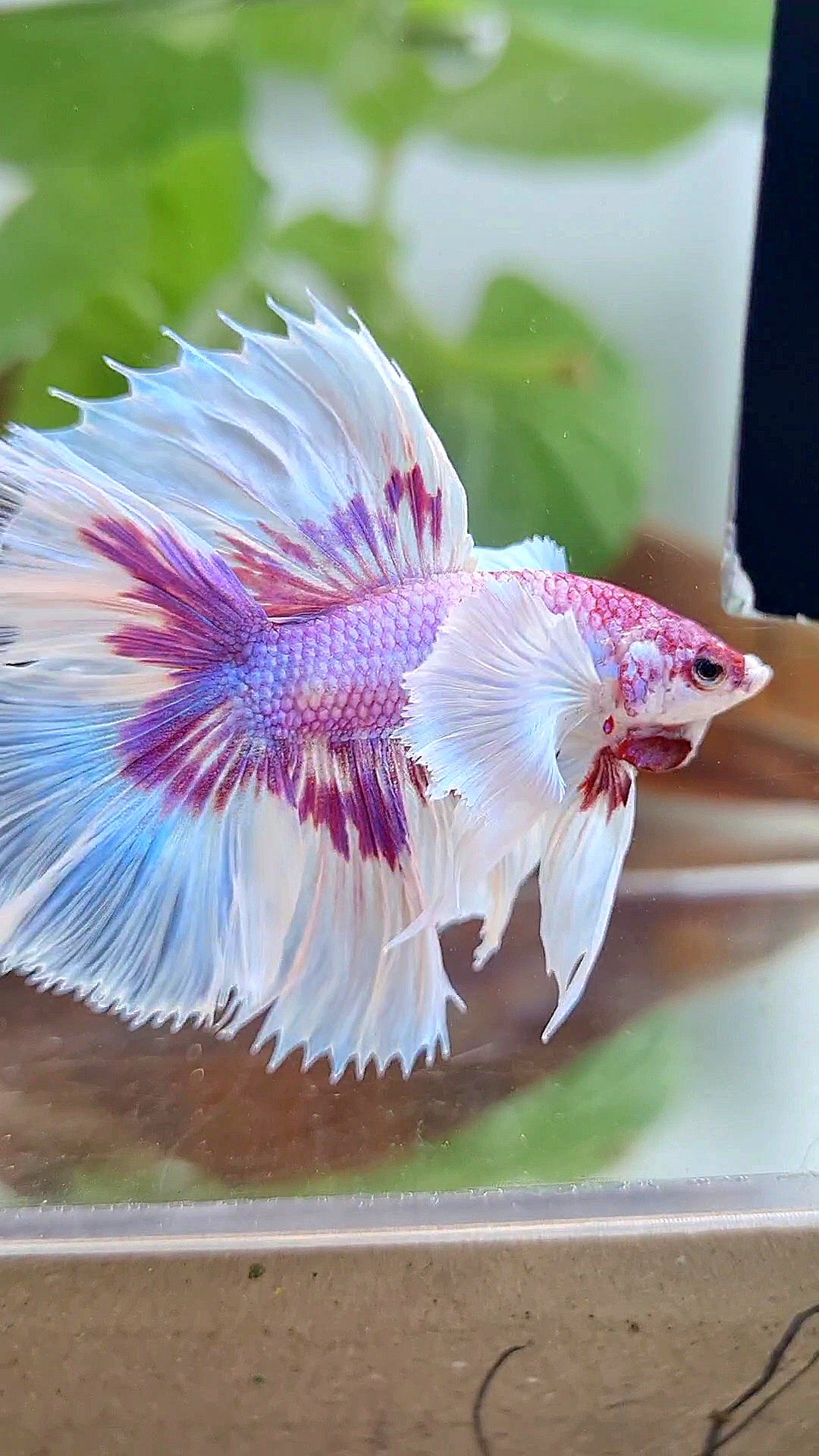 HALFMOON DOUBLE TAIL DUMBO EAR PURPLE BUTTERFLY CANDY MULTICOLOR BETTA FISH