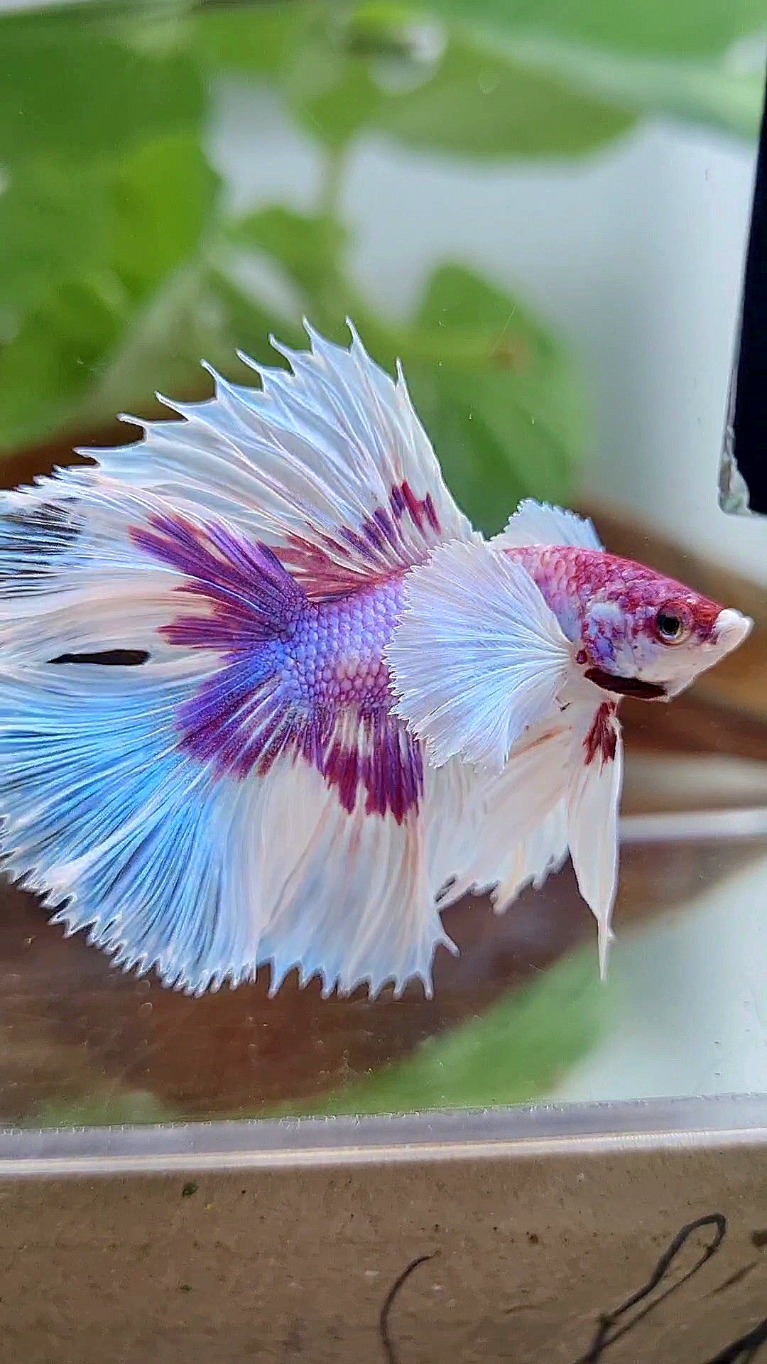 HALFMOON DOUBLE TAIL DUMBO EAR PURPLE BUTTERFLY CANDY MULTICOLOR BETTA FISH