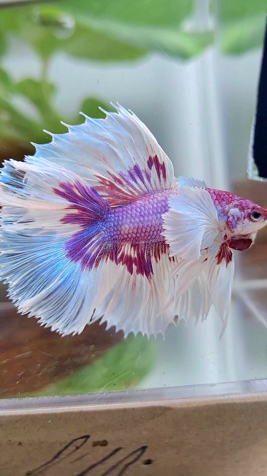 HALFMOON DOUBLE TAIL DUMBO EAR PURPLE BUTTERFLY CANDY MULTICOLOR BETTA FISH