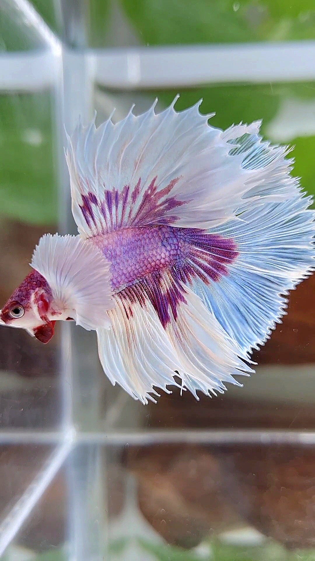 HALFMOON DOUBLE TAIL DUMBO EAR PURPLE BUTTERFLY CANDY MULTICOLOR BETTA FISH