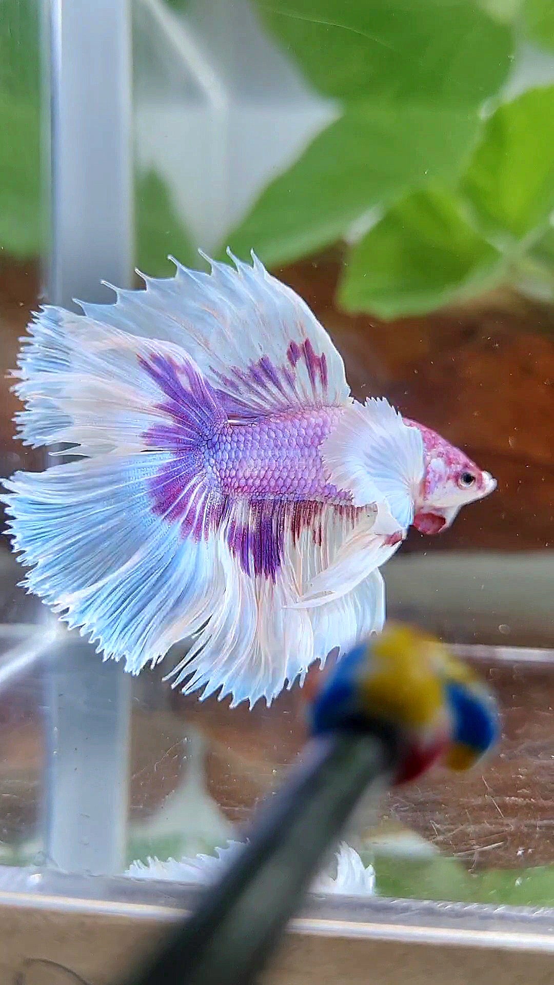 HALFMOON DOUBLE TAIL DUMBO EAR PURPLE BUTTERFLY CANDY MULTICOLOR BETTA FISH