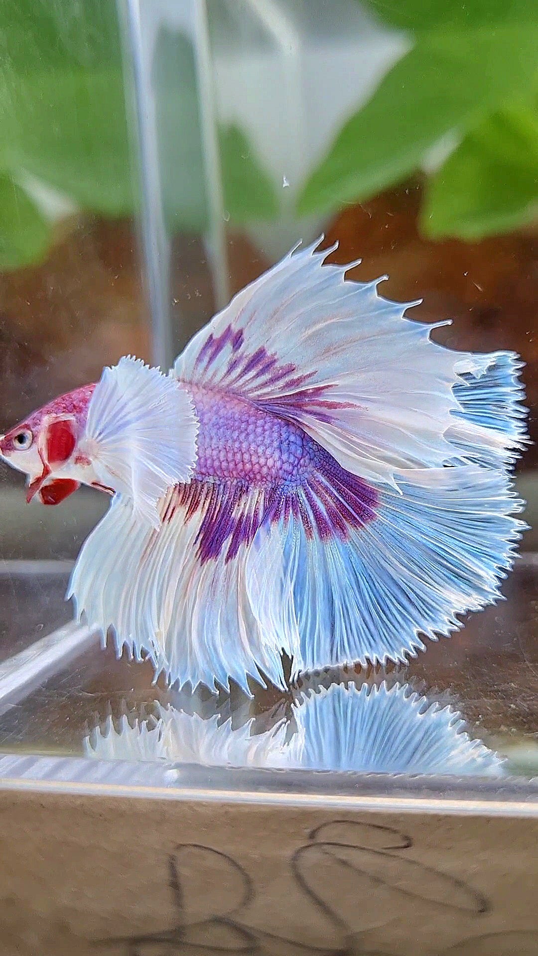 HALFMOON DOUBLE TAIL DUMBO EAR PURPLE BUTTERFLY CANDY MULTICOLOR BETTA FISH