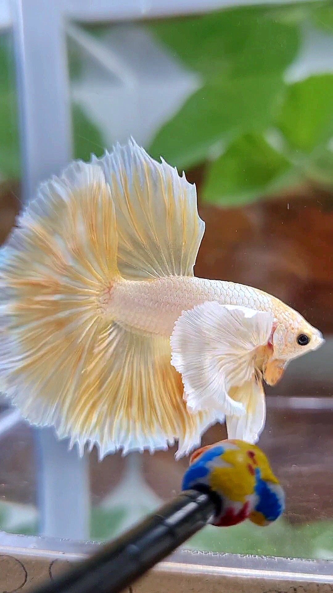 LUXURY HALFMOON DUMBO EAR ROSETAIL GOLDEN BETTA FISH