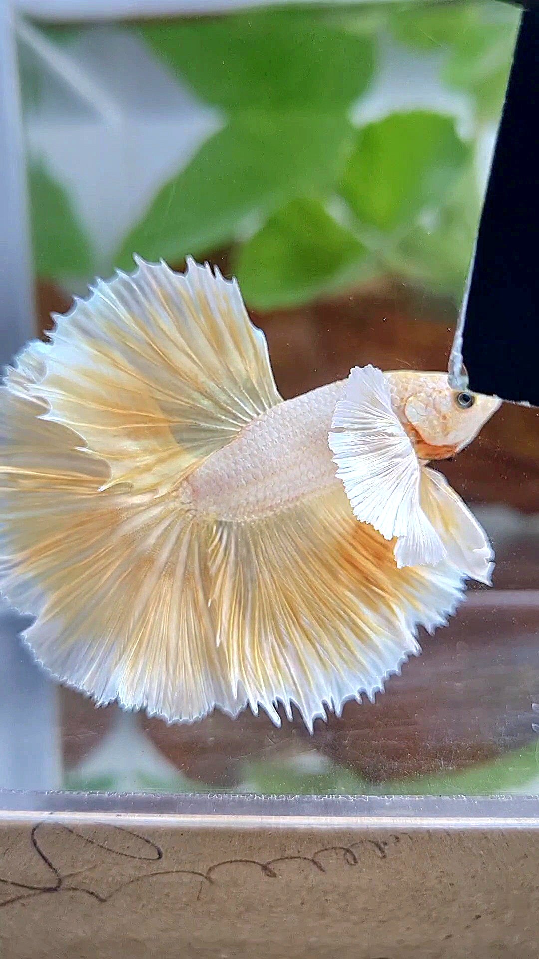 LUXURY HALFMOON DUMBO EAR ROSETAIL GOLDEN BETTA FISH