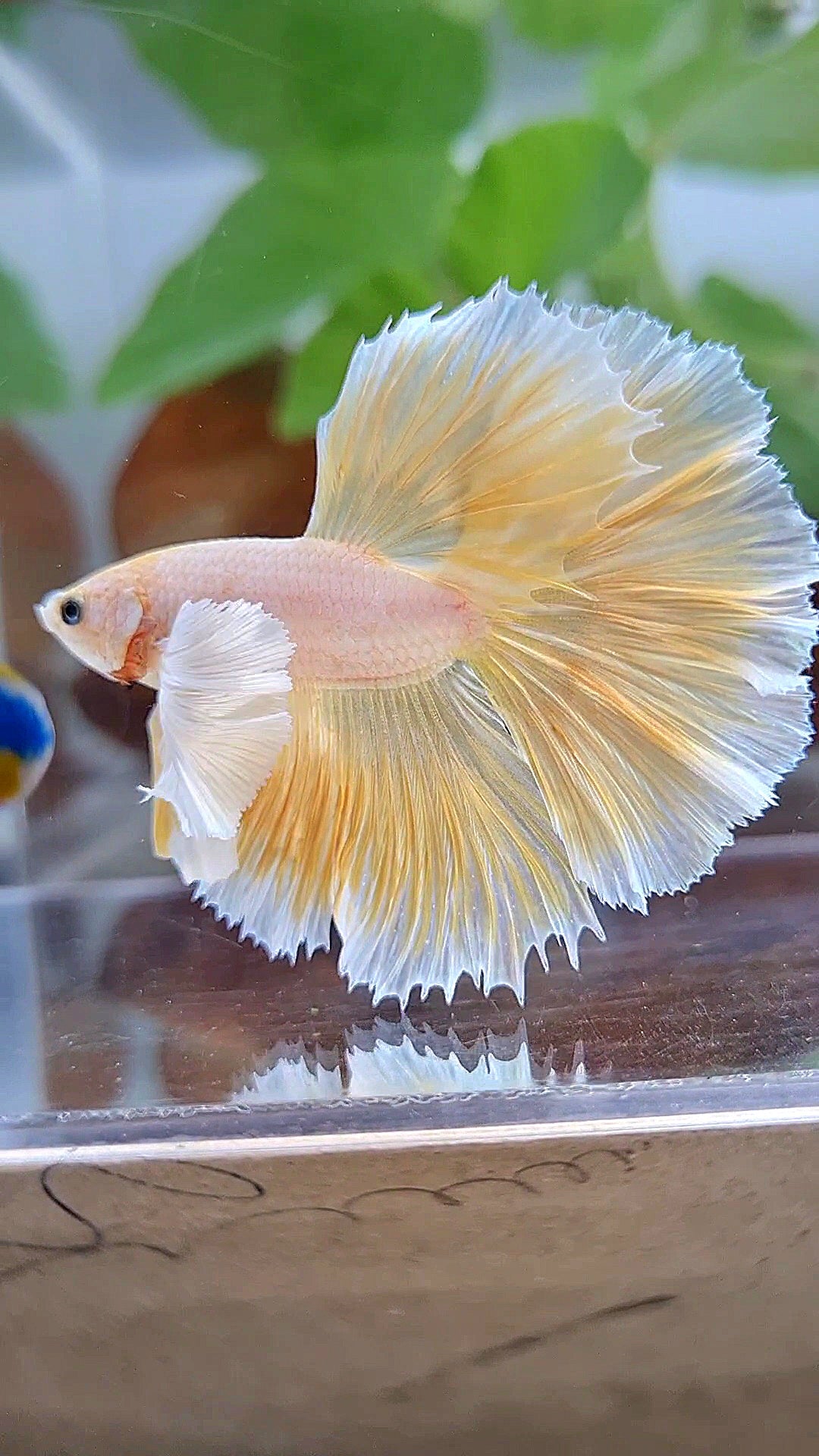 LUXURY HALFMOON DUMBO EAR ROSETAIL GOLDEN BETTA FISH