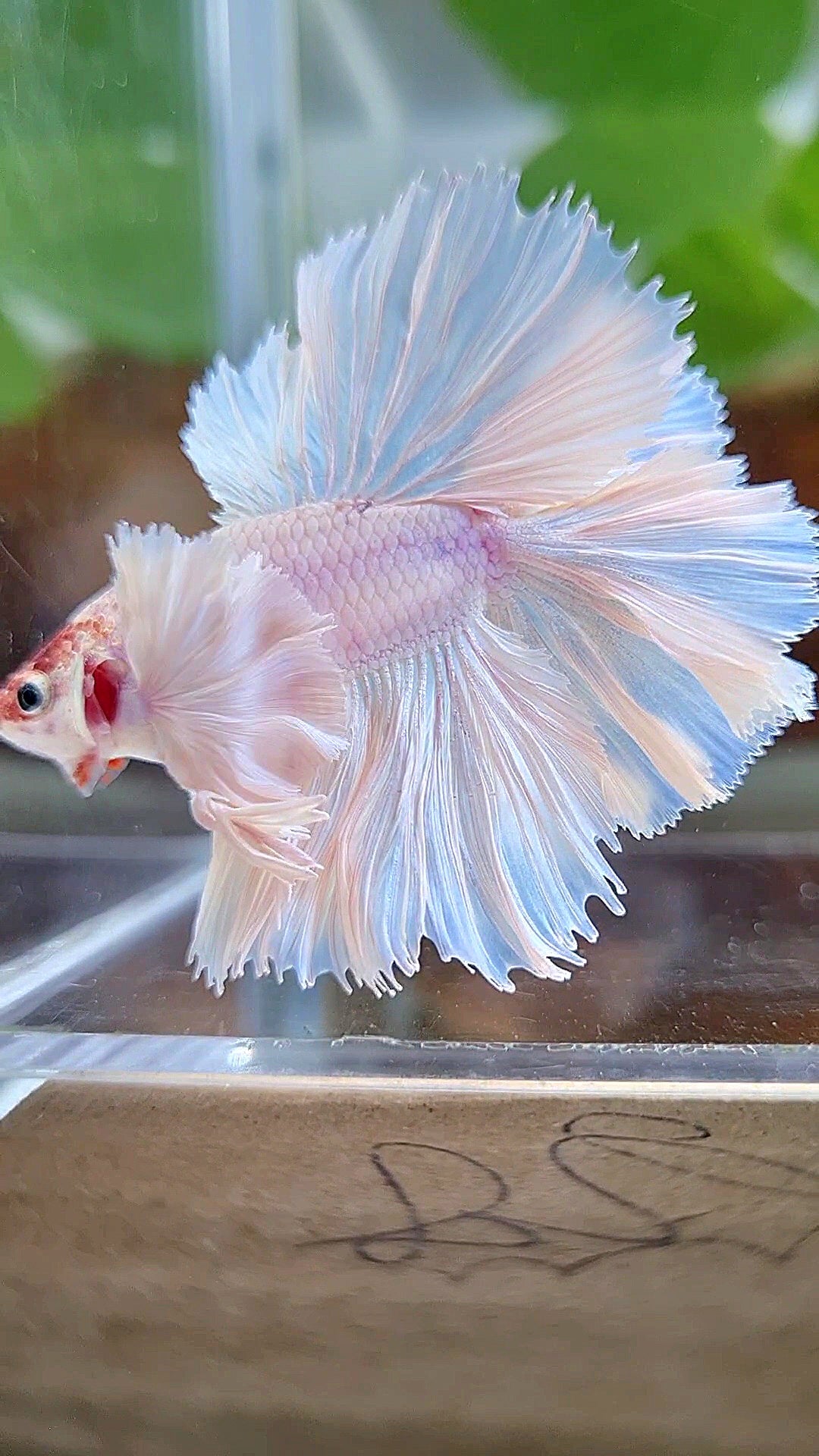 LUXURY KING ROSETAIL HALFMOON DOUBLE TAIL SUPER DUMBO EAR WHITE UNICORN BETTA FISH