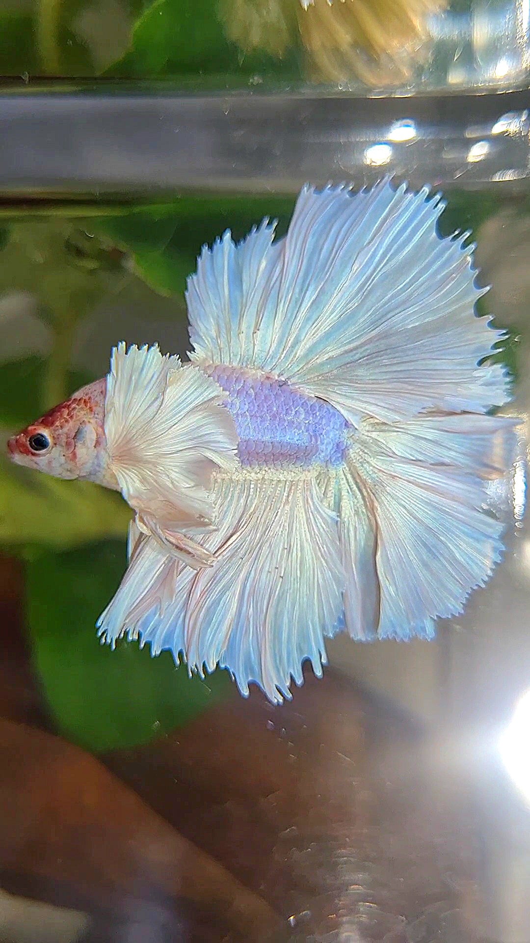 LUXURY KING ROSETAIL HALFMOON DOUBLE TAIL SUPER DUMBO EAR WHITE UNICORN BETTA FISH