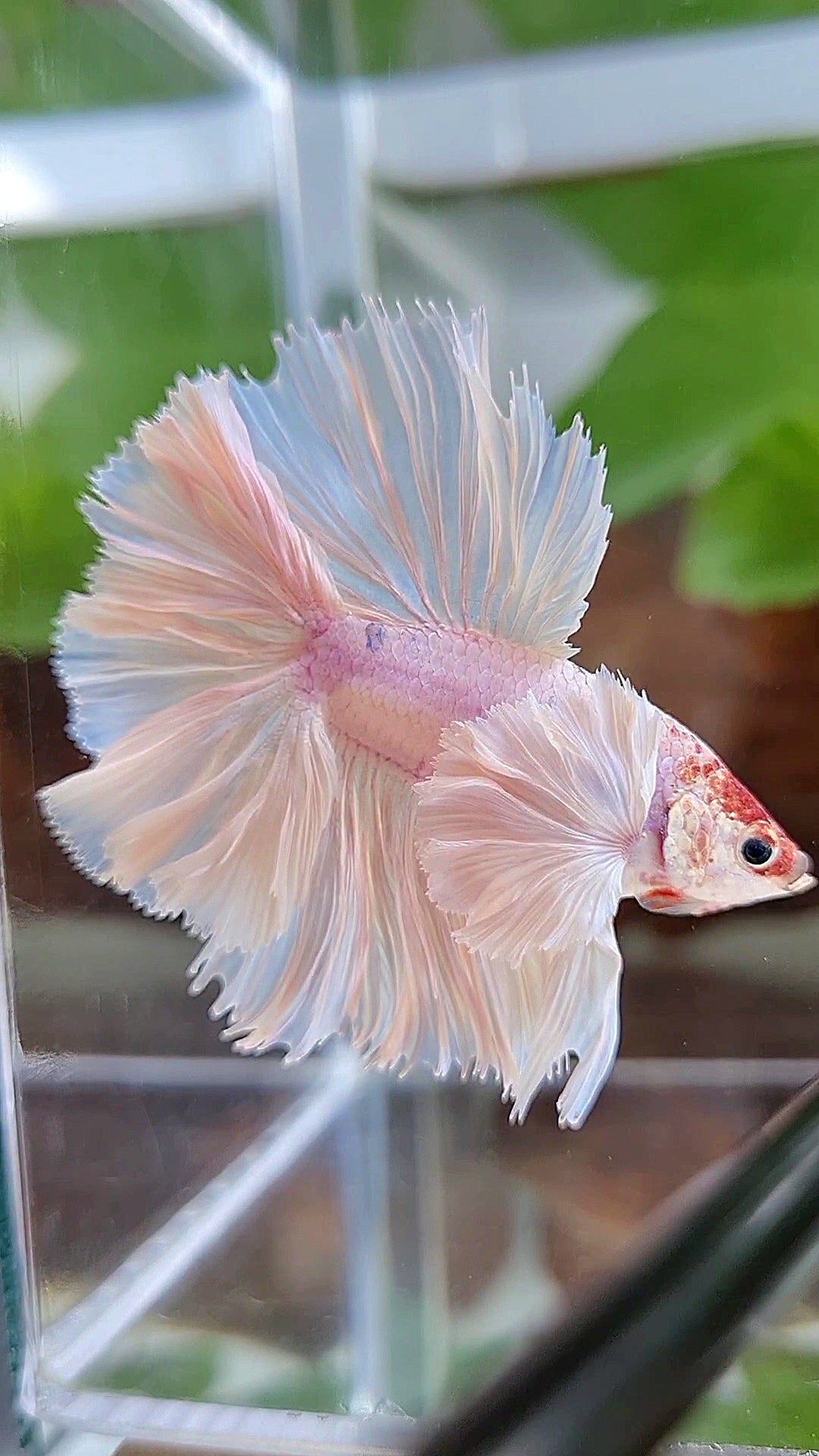 LUXURY KING ROSETAIL HALFMOON DOUBLE TAIL SUPER DUMBO EAR WHITE UNICORN BETTA FISH