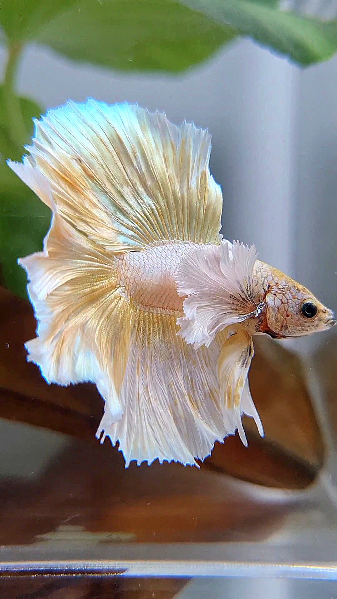 LUXURY HALFMOON DUMBO EAR DOUBLE TAIL GOLD BUTTERFLY BETTA FISH