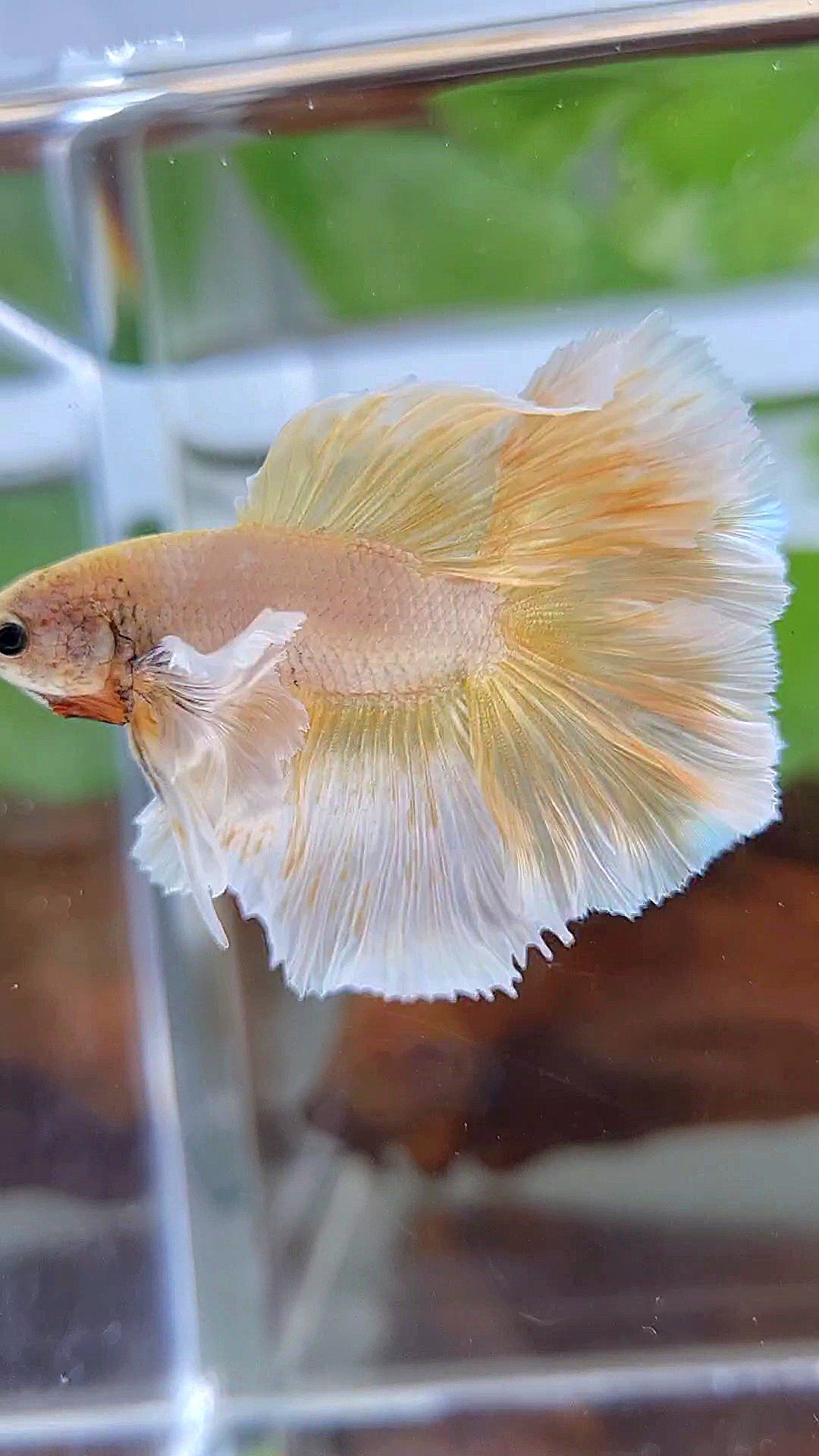 LUXURY HALFMOON DUMBO EAR DOUBLE TAIL GOLD BUTTERFLY BETTA FISH