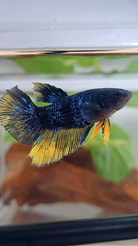 FEMALE HALFMOON STARDUST BLUE AVATAR YELLOW BETTA FISH