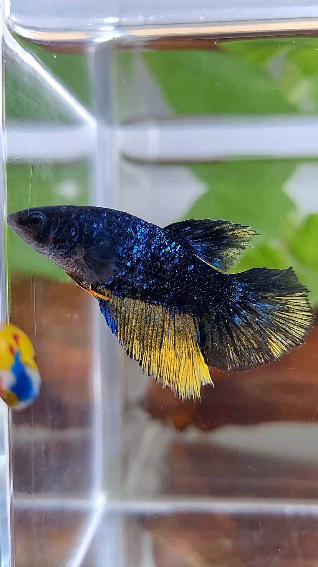 FEMALE HALFMOON STARDUST BLUE AVATAR YELLOW BETTA FISH