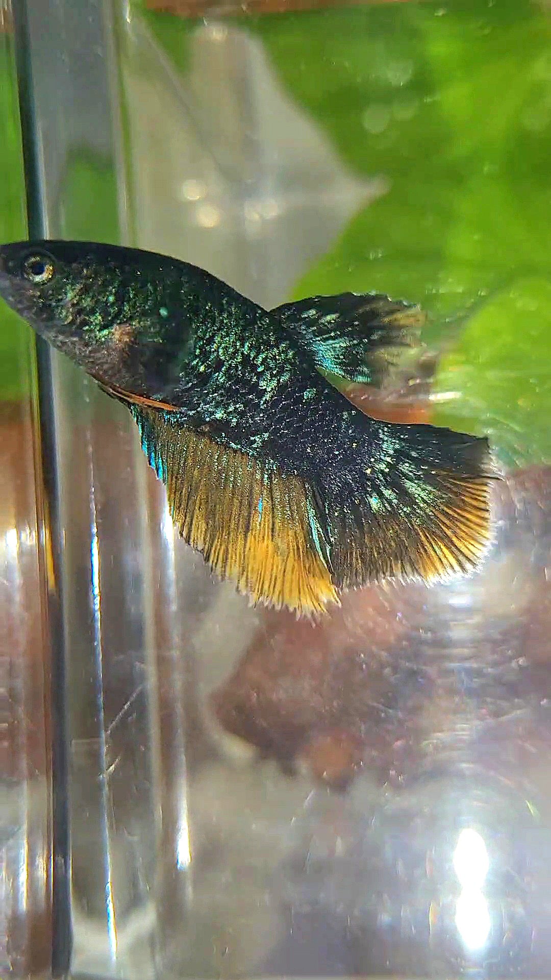 FEMALE HALFMOON STARDUST BLUE AVATAR YELLOW BETTA FISH