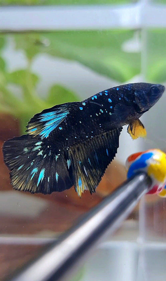 FEMALE HALFMOON BLACK GALAXY BLUE AVATAR YELLOW BETTA FISH