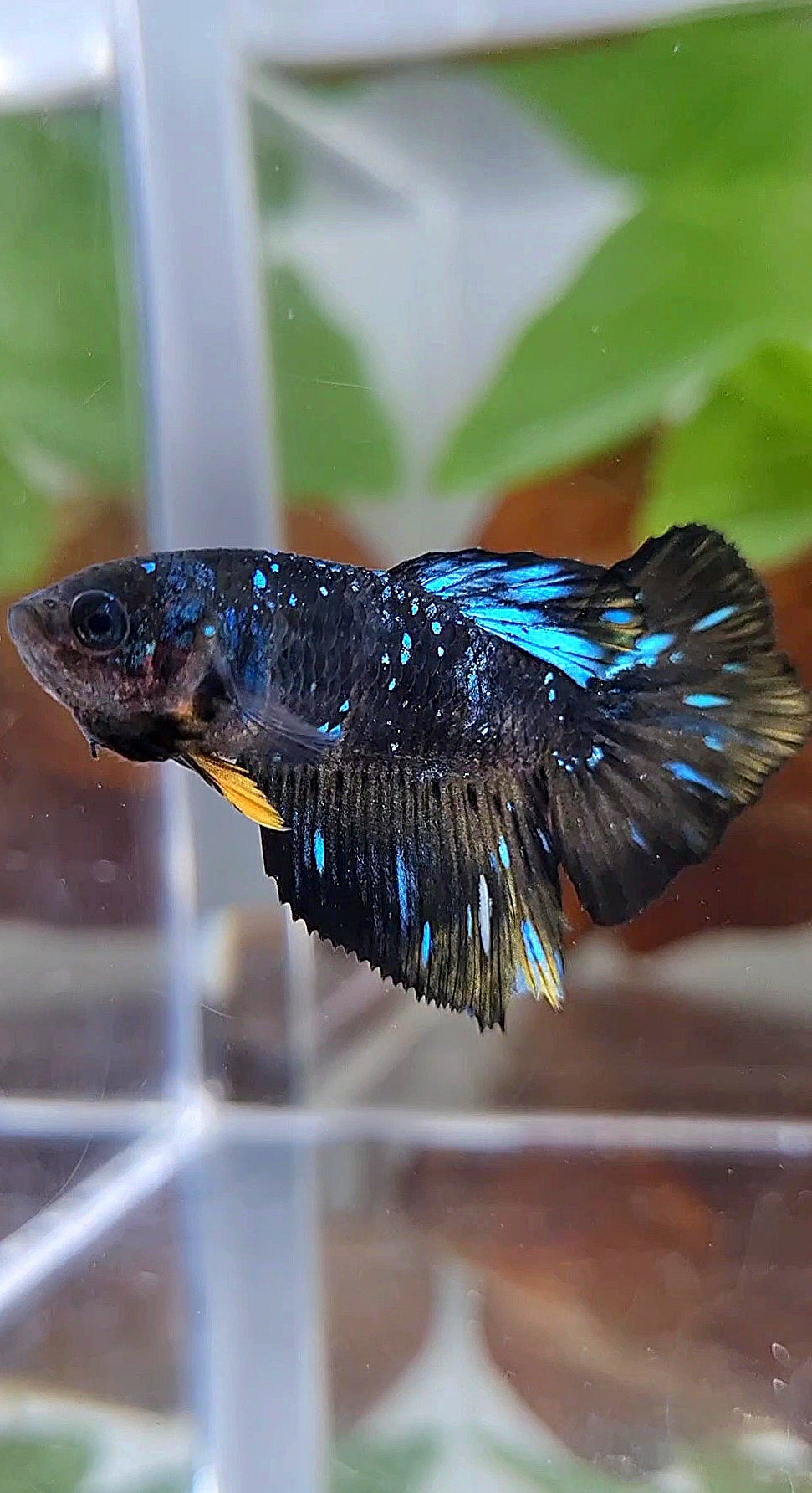 FEMALE HALFMOON BLACK GALAXY BLUE AVATAR YELLOW BETTA FISH