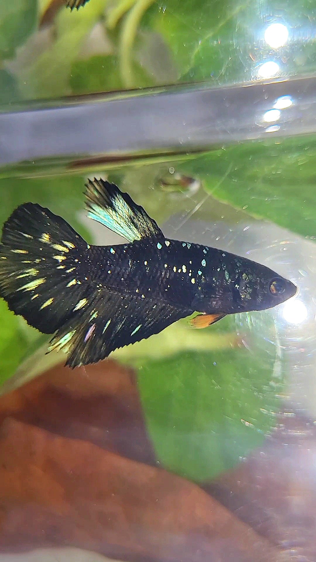 FEMALE HALFMOON BLACK GALAXY BLUE AVATAR YELLOW BETTA FISH
