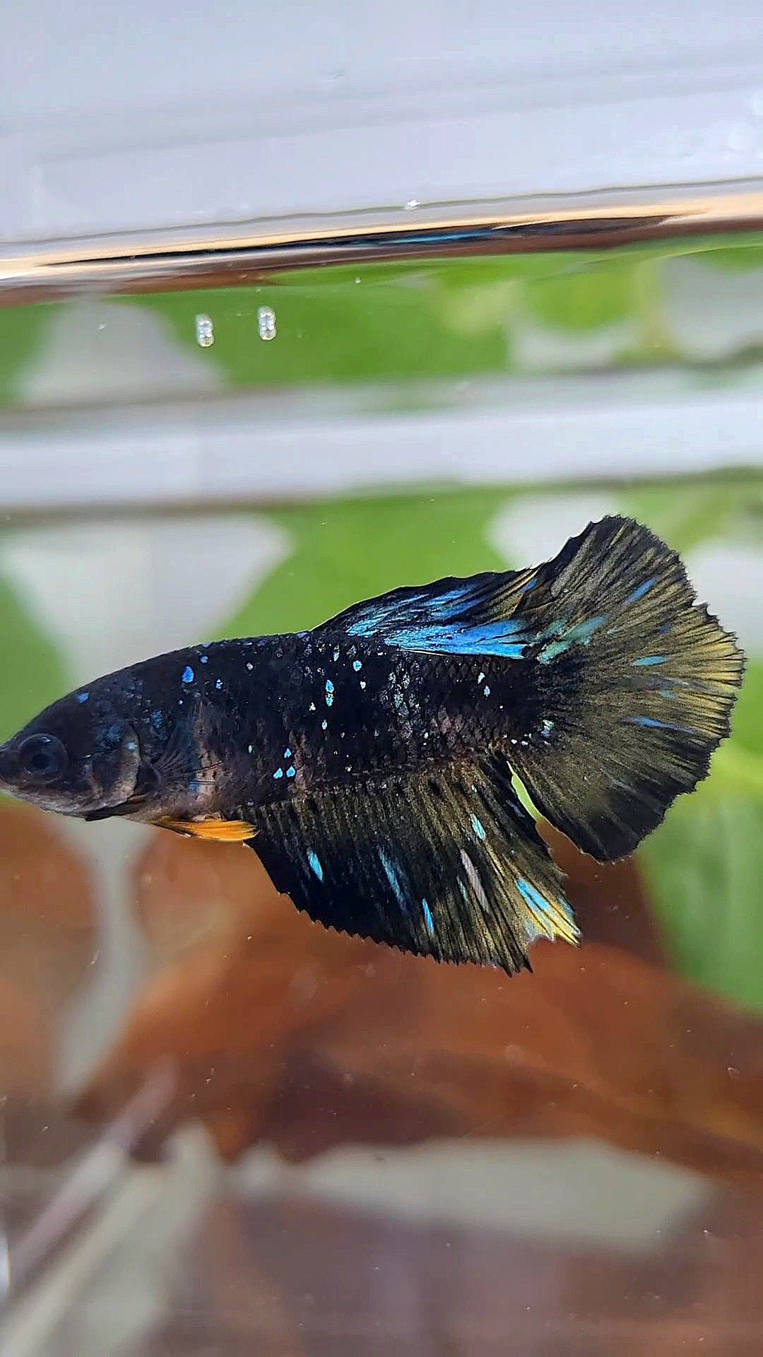FEMALE HALFMOON BLACK GALAXY BLUE AVATAR YELLOW BETTA FISH