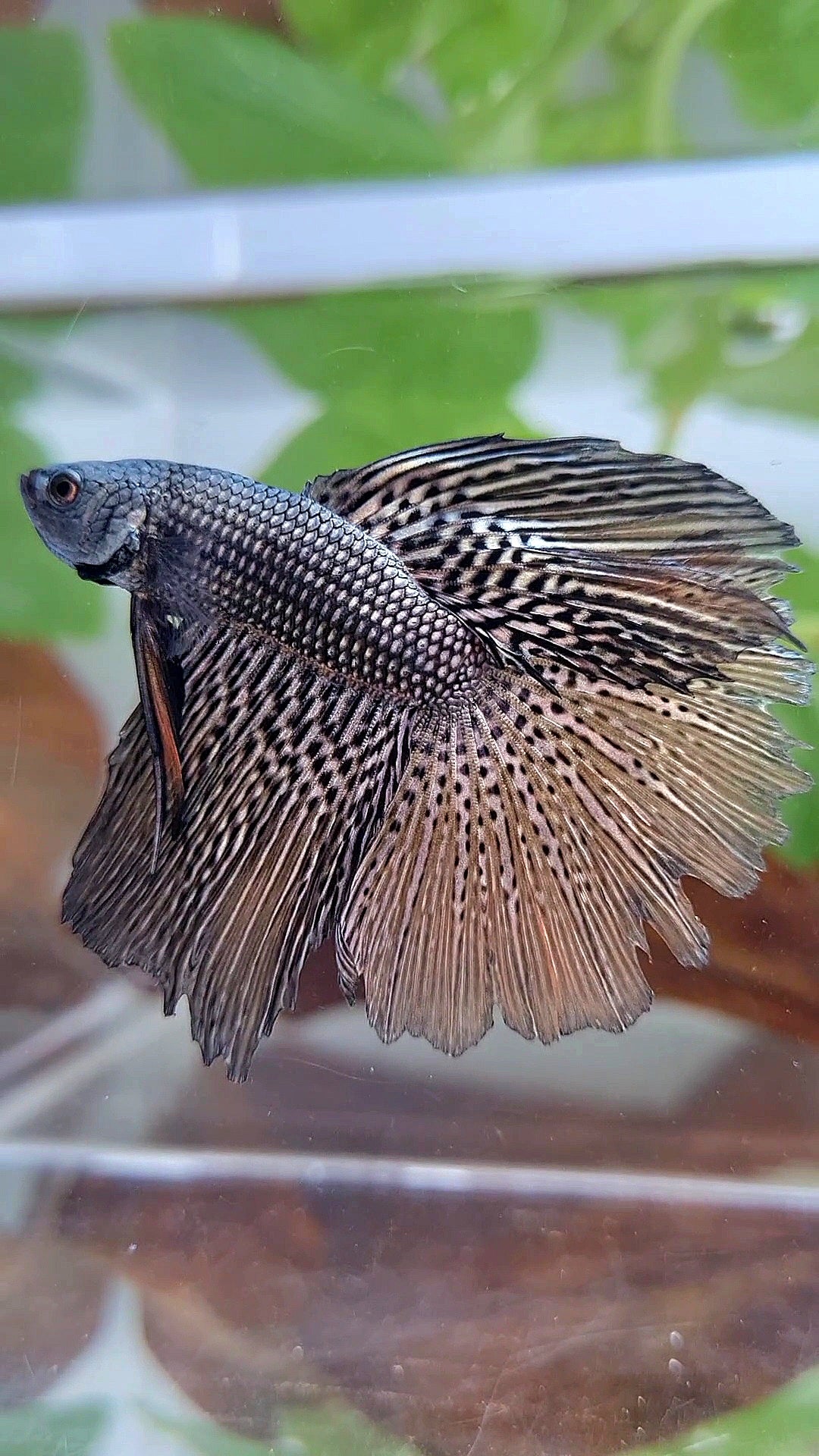 LUXURY HALFMOON ROSETAIL ALIEN COPPER HYBRID WILD BETTA FISH